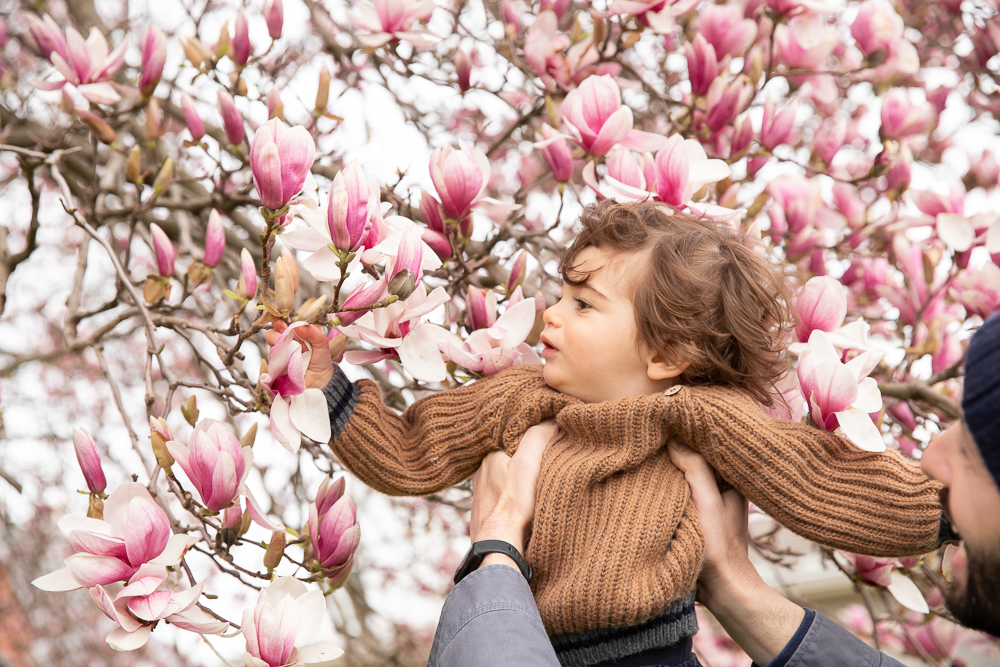 Baby boy lifted into the air in a magnolia tree looking at and touching the flowers with a pensive face